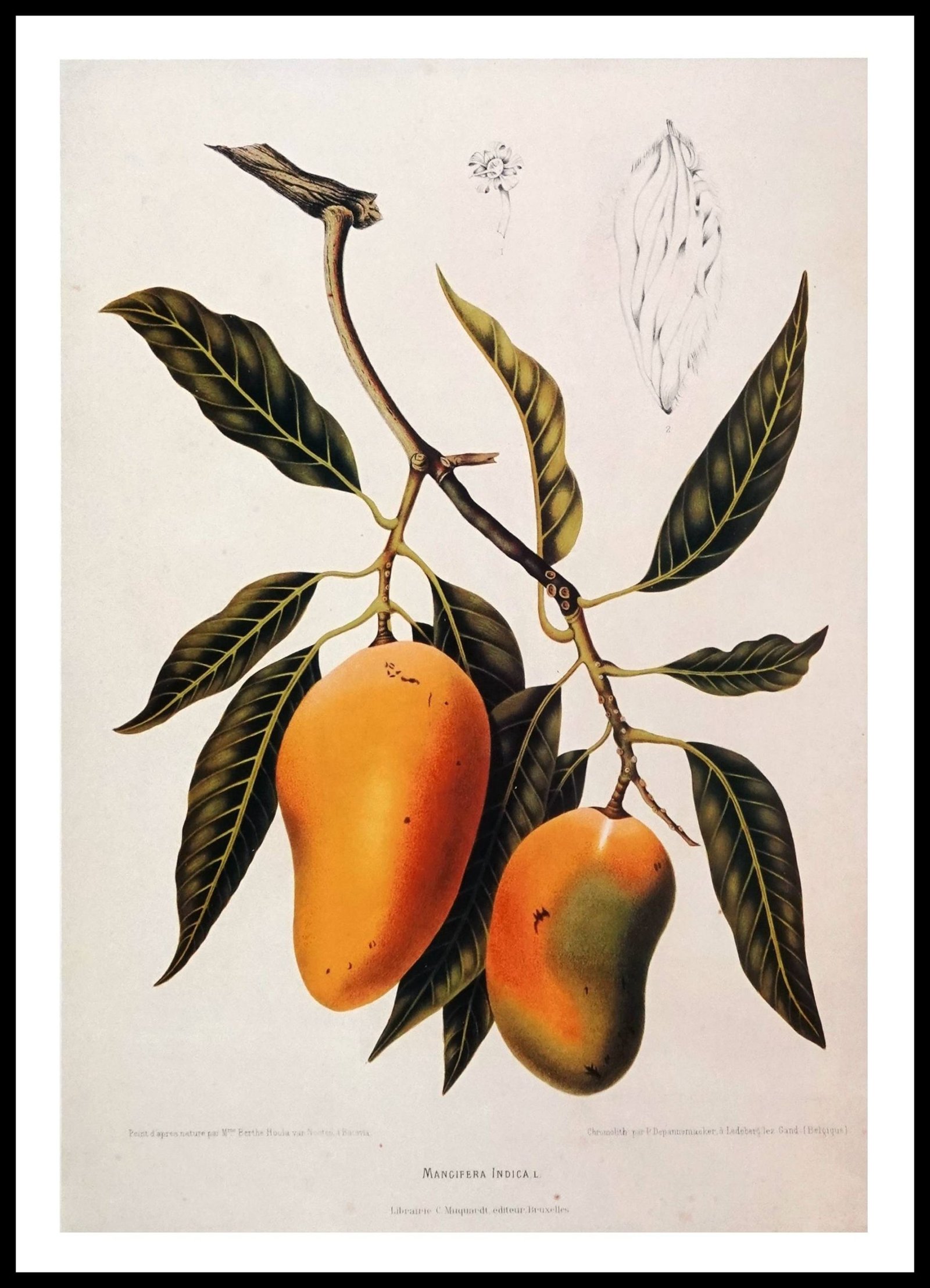 PTR BVN31 Mango (Antique Prints)